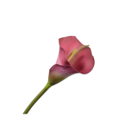 Calla Stem Beauty 77 cm