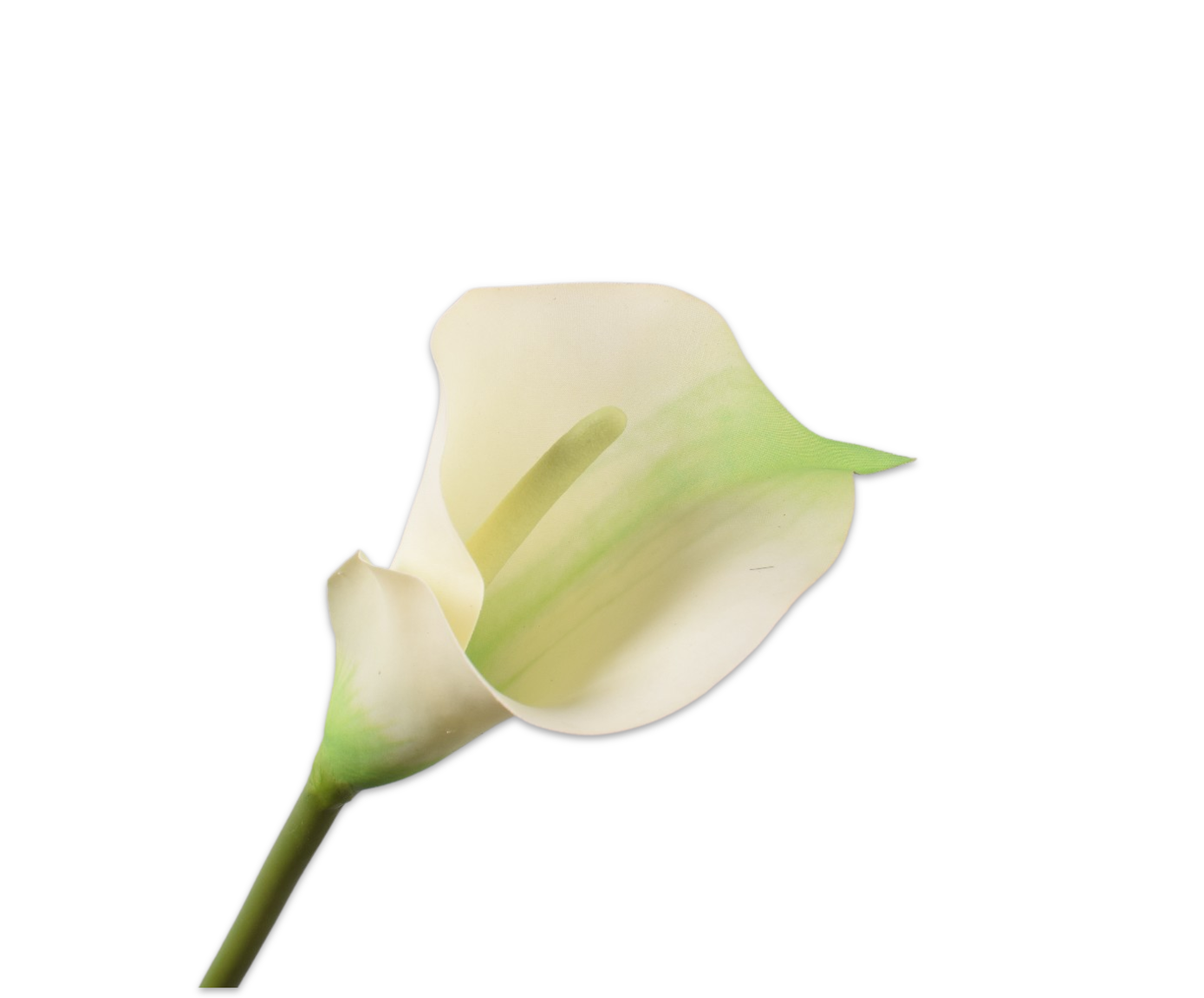 Calla Stem Cr/grn