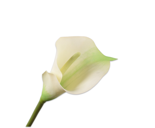 Calla Stem CR/GRN 77 cm