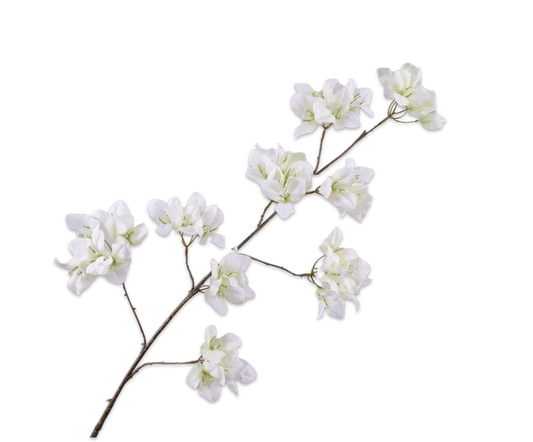 Bougainvillea Spray Cream 120 cm