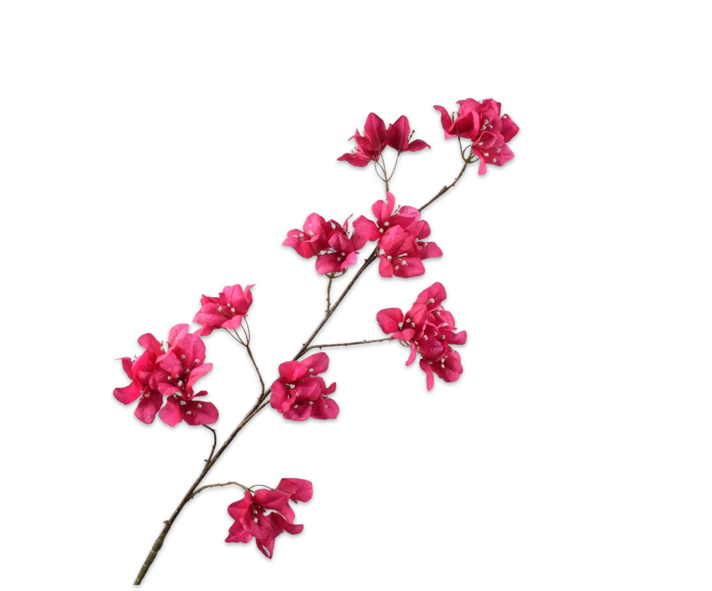 Bougainvillea Spray Beauty 120 cm