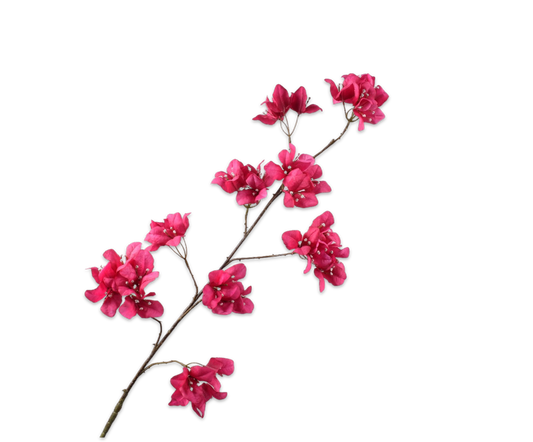 Bougainvillea Spray Beauty 120 cm