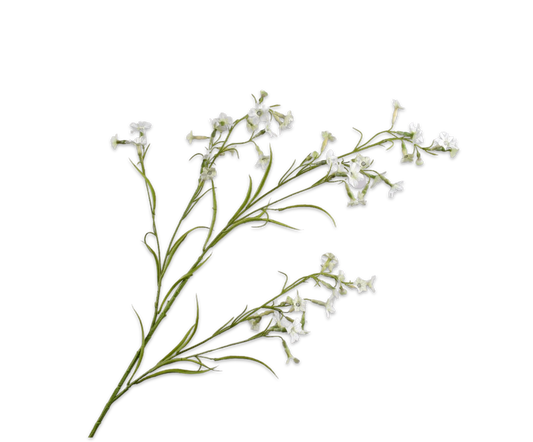 Datura Spray Cream 117 cm