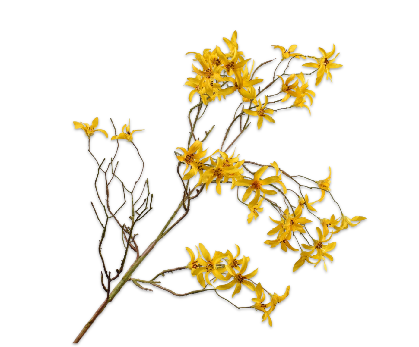 Forsythia Spray Yellow 101 cm