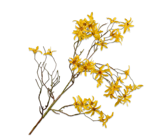 Forsythia Spray Yellow 101 cm