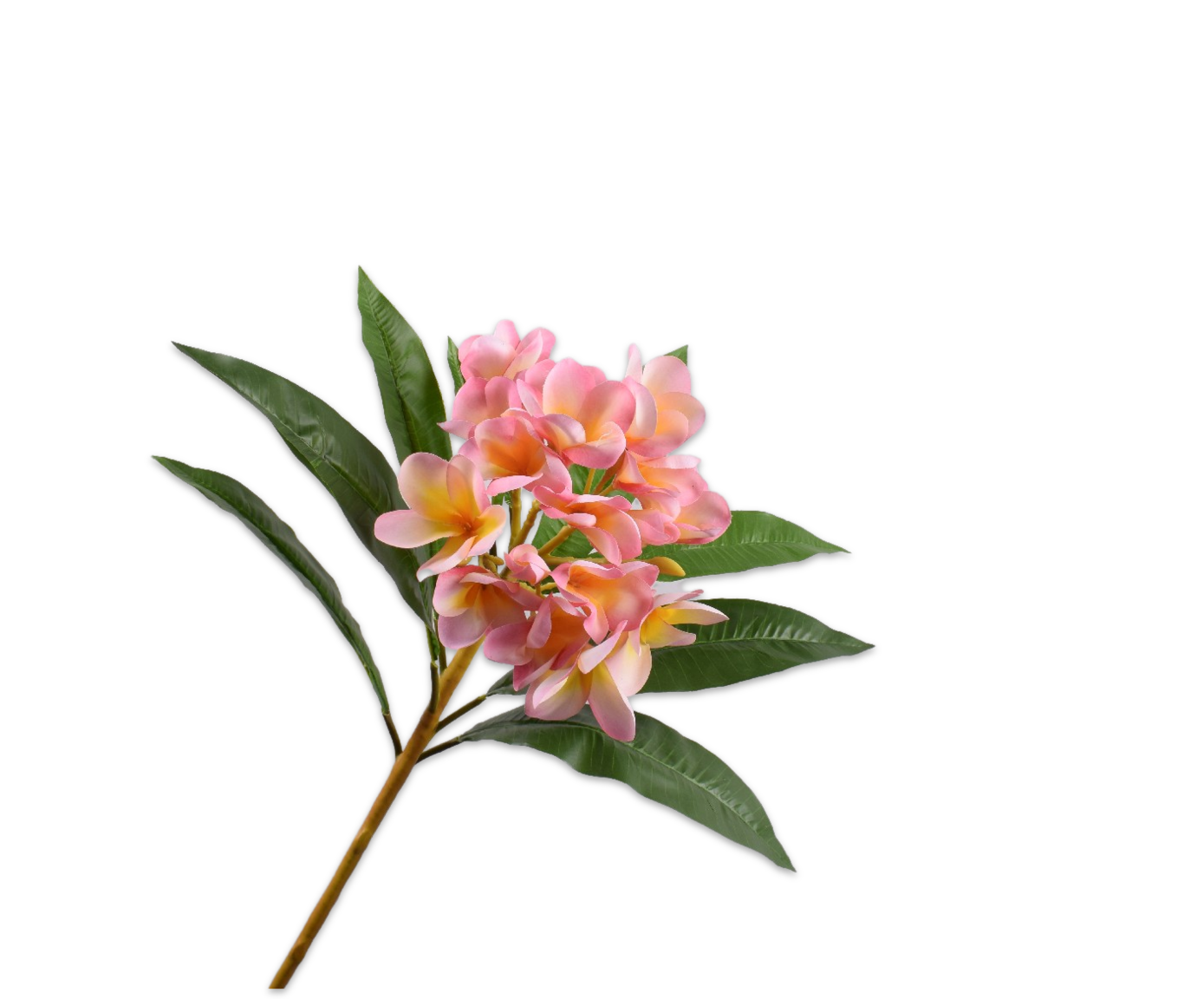 Plumeria Spray Pink Lt