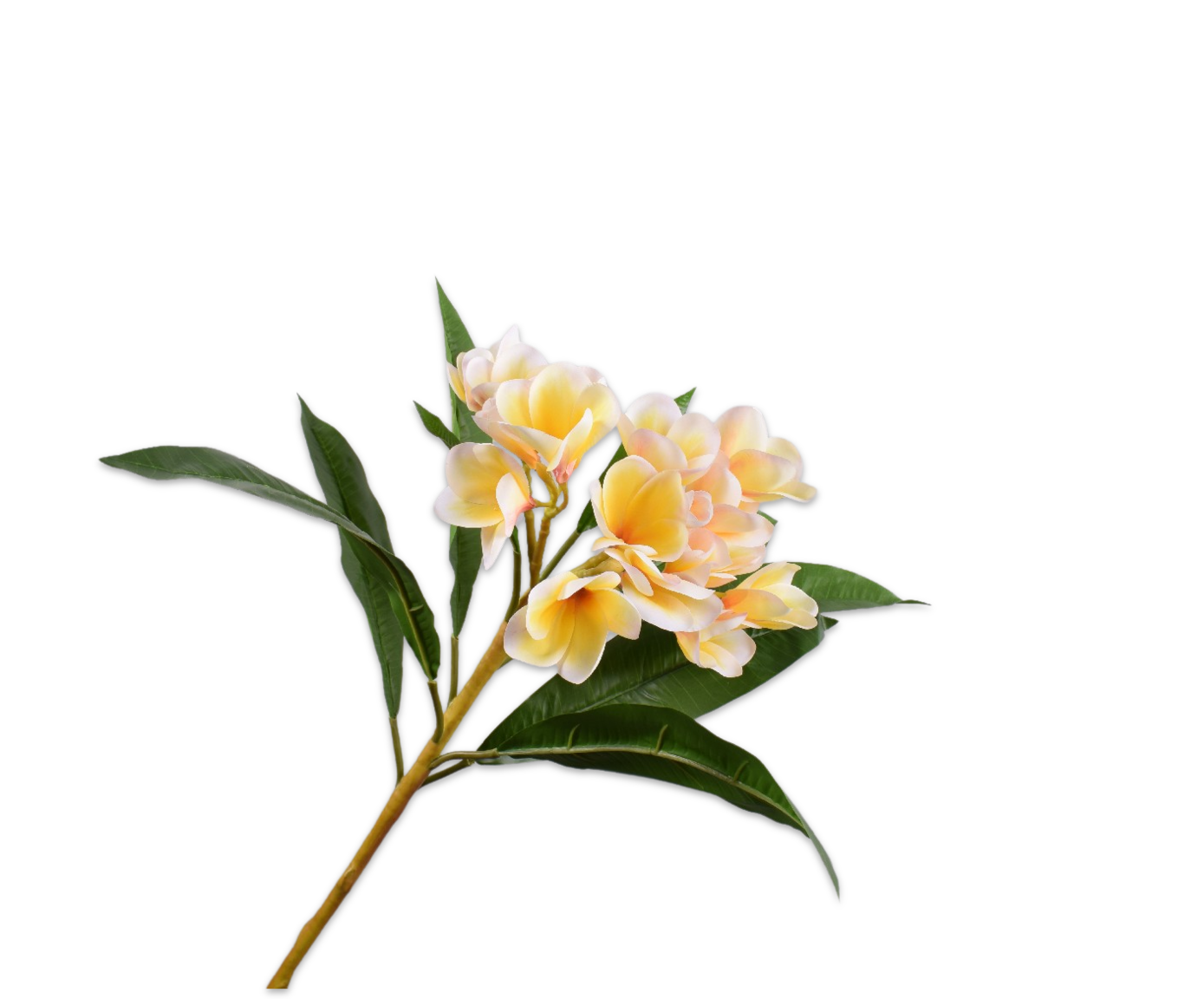 Plumeria Spray Cream
