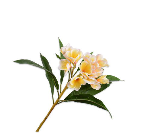 Plumeria Spray Cream 81 cm