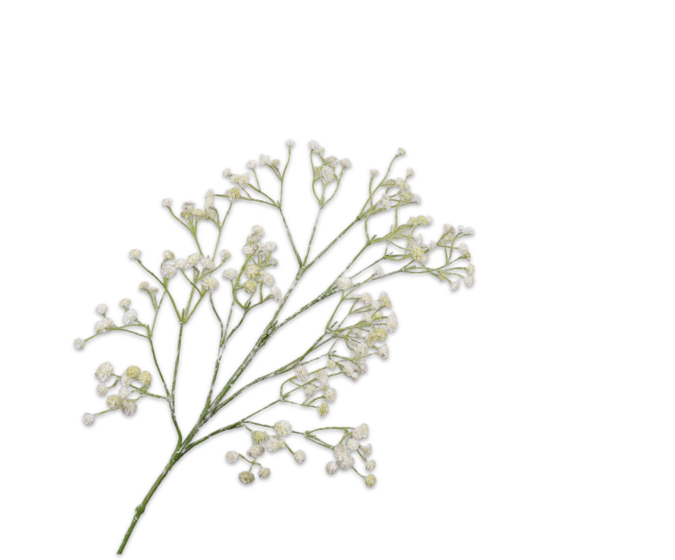 Gypsophila Spray White 67cm