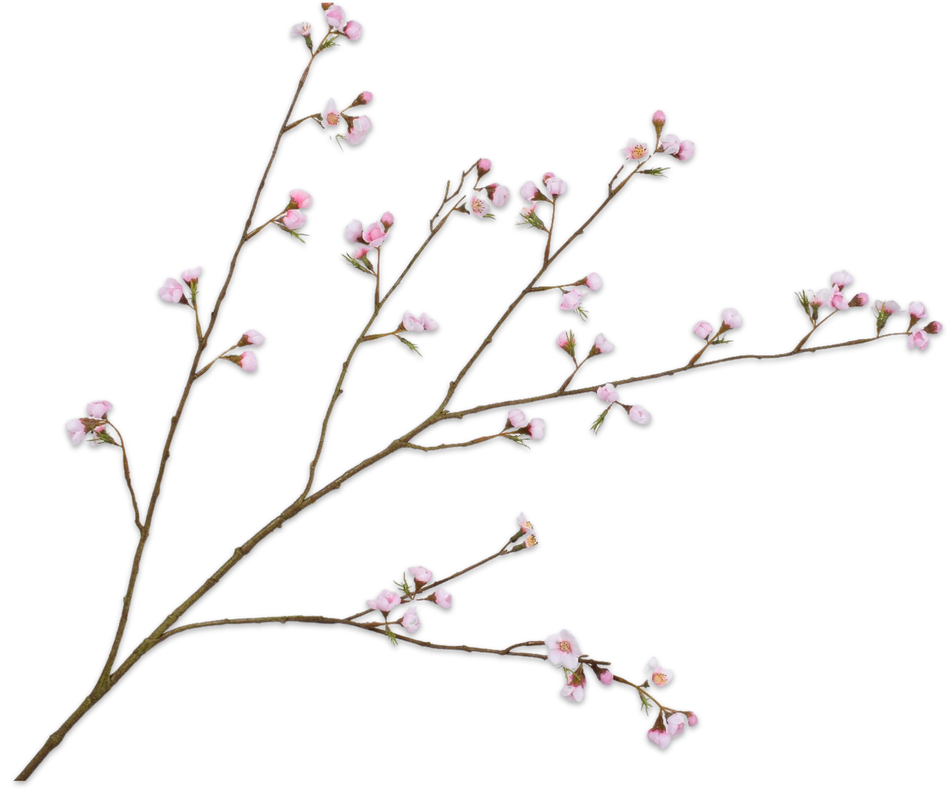Blossom Spray Pink Lt