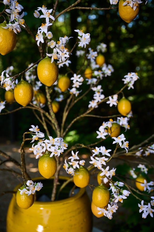Forsythia Spray White