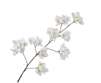 Bougainvillea Spray Cream 120 cm