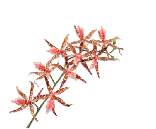 Orchid Spray Brown